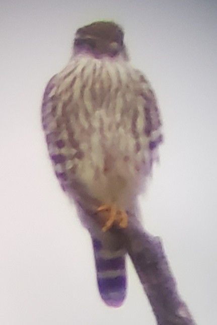 Merlin - ML200491831