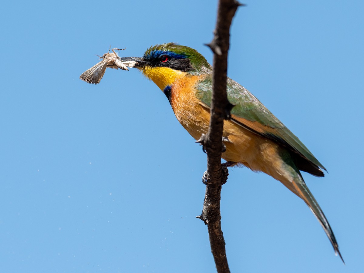 Ethiopian Bee-eater - ML200493441