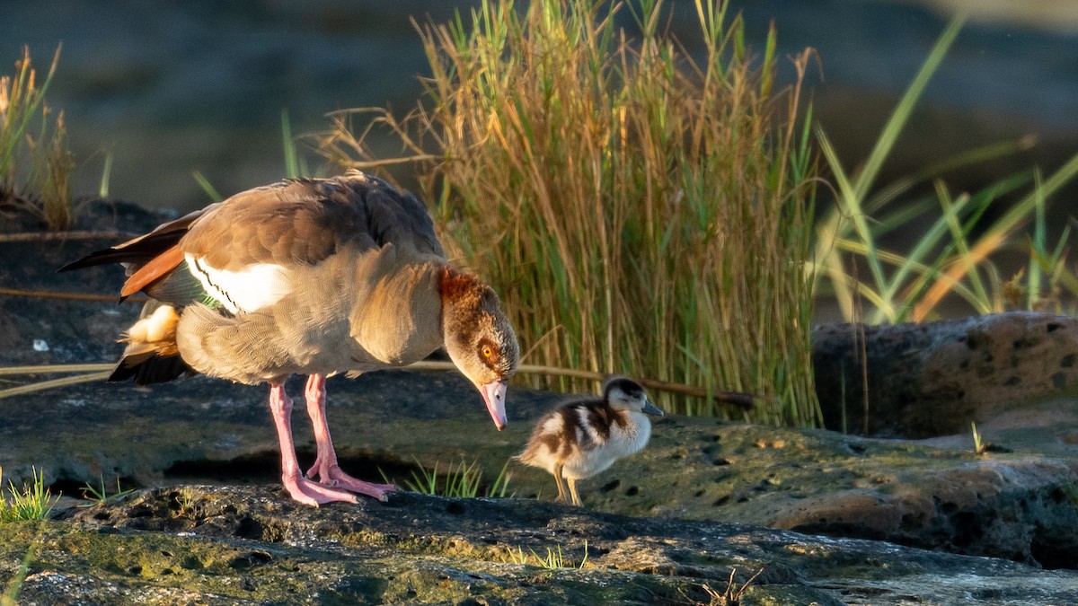 Nilgans - ML200493861