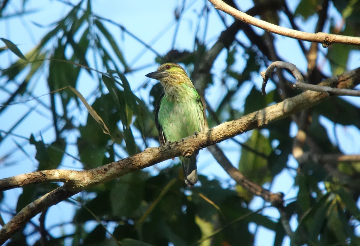 Green-eared Barbet - ML200494291