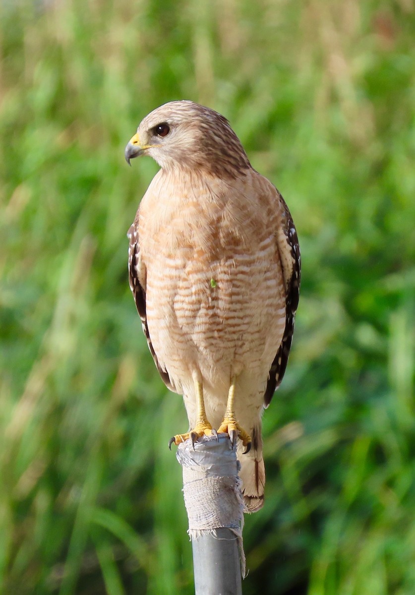 Red-shouldered Hawk - ML200496531
