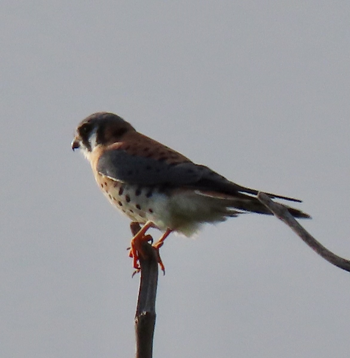 American Kestrel - ML200496551
