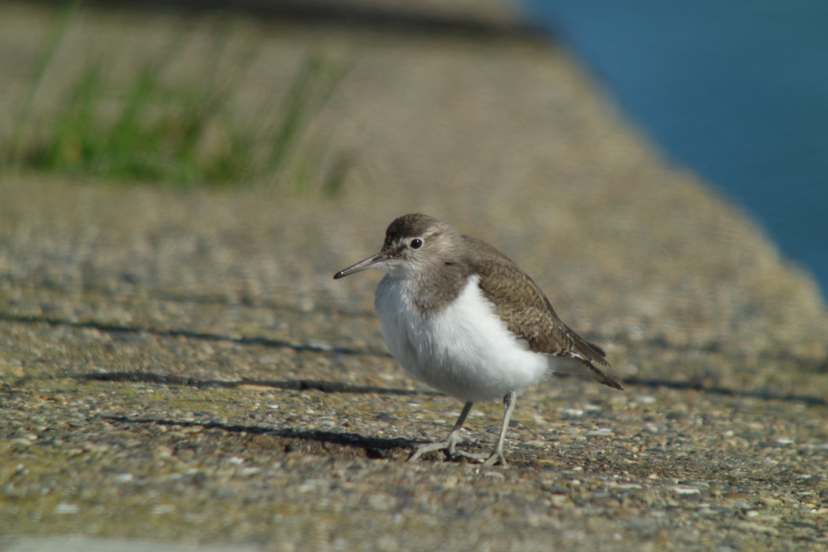 Common Sandpiper - Tomohiro Iuchi