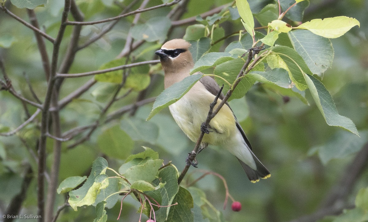 Cedar Waxwing - ML20049691