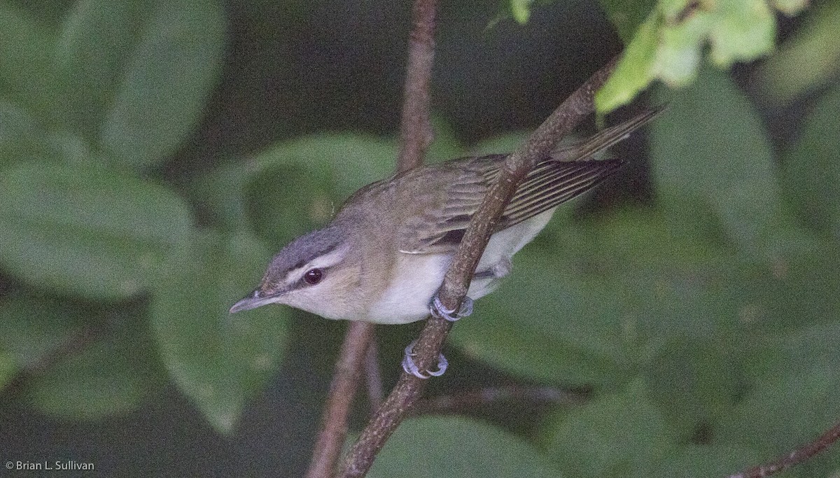 rødøyevireo - ML20049711