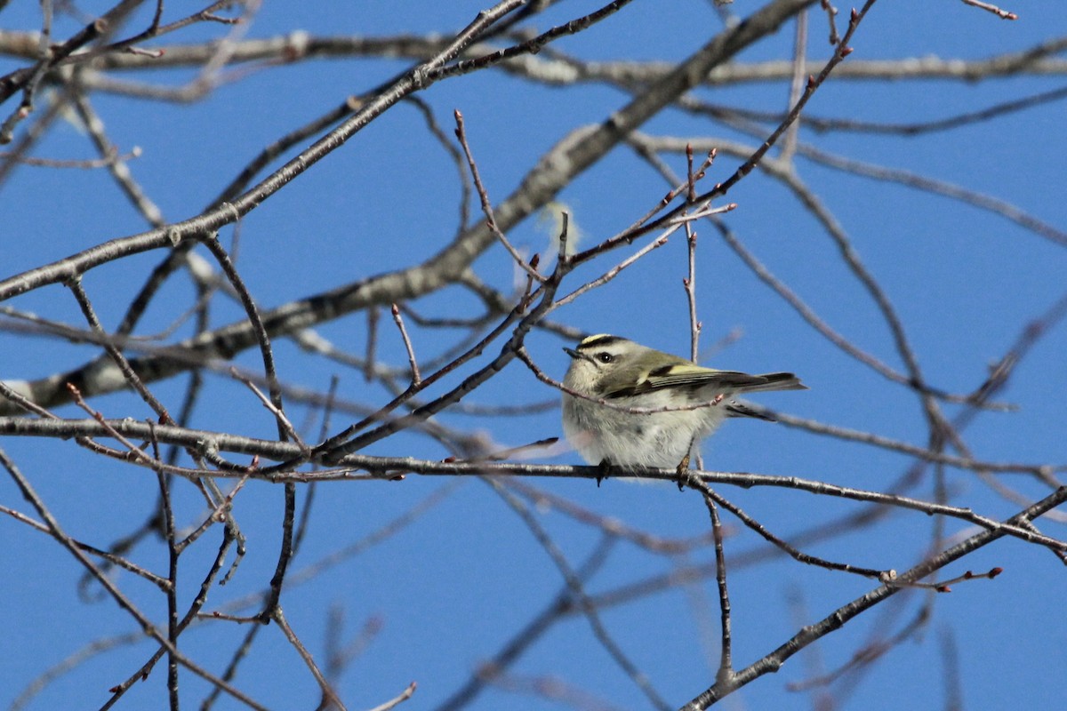 Golden-crowned Kinglet - Zac Cota