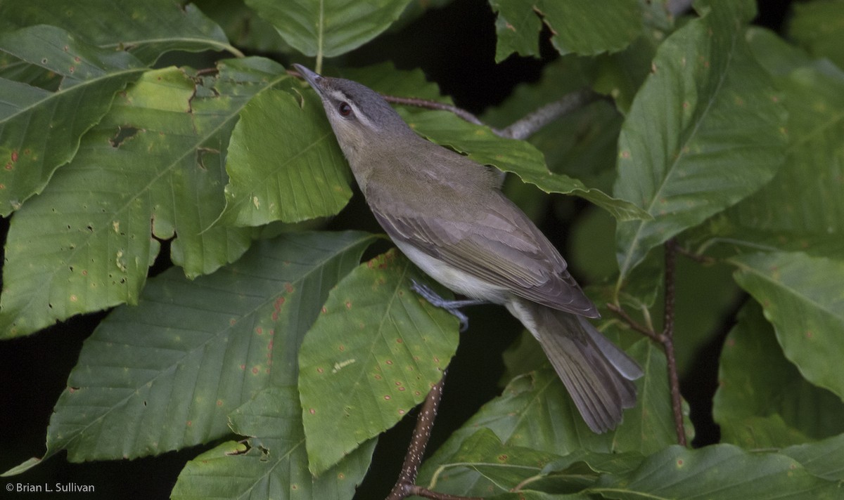 Kızıl Gözlü Vireo - ML20049721