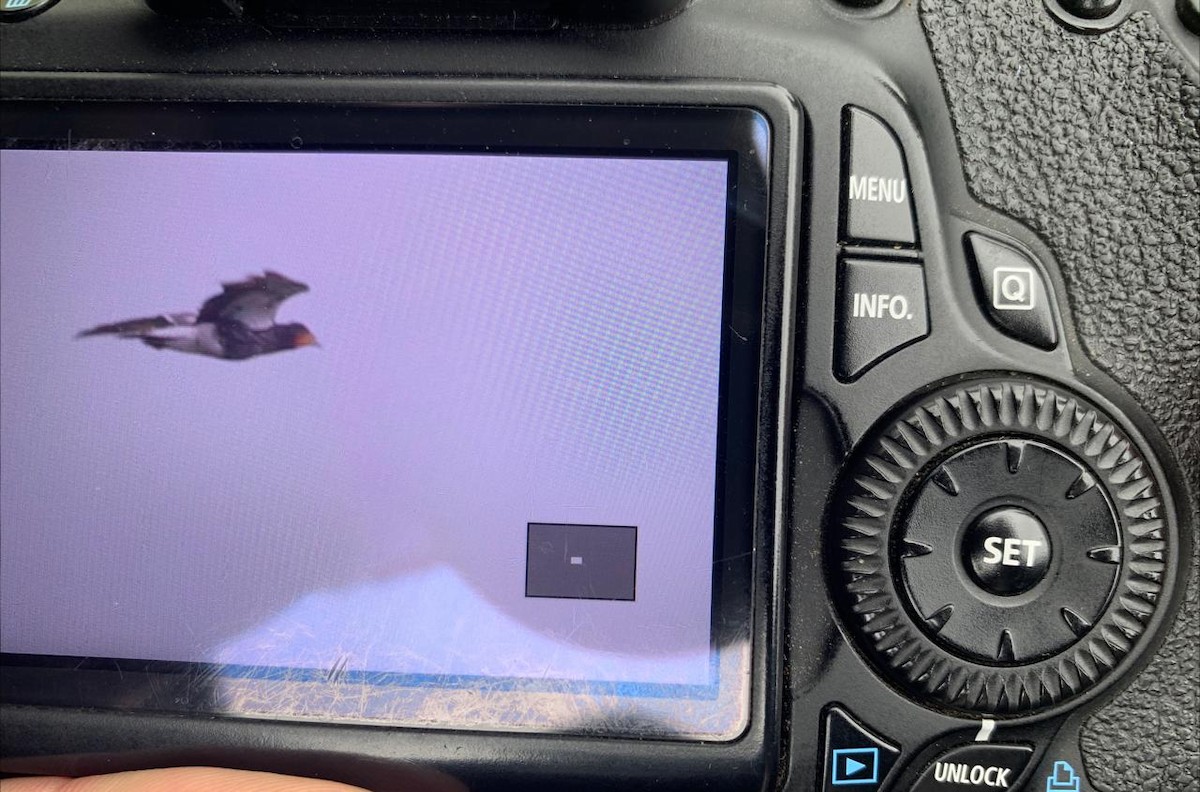 Carunculated Caracara - Daniel Orozco Montoya