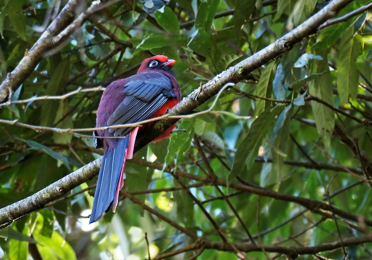 trogon růžovoocasý - ML200498491