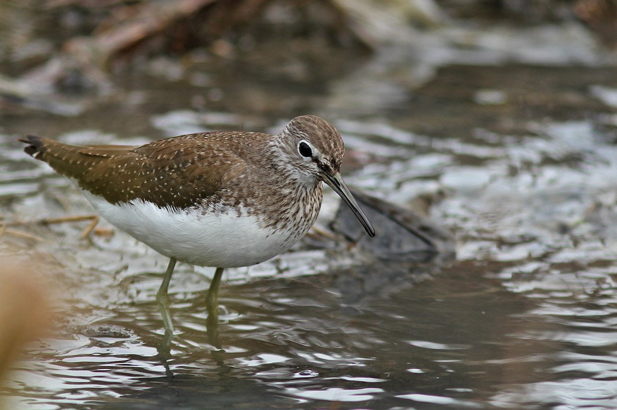 Green Sandpiper - ML200499291