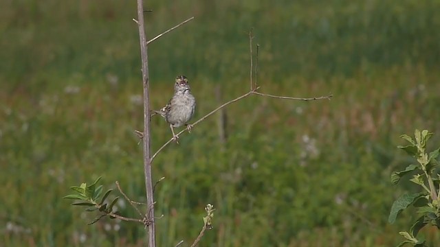 Bruant des savanes - ML200500831