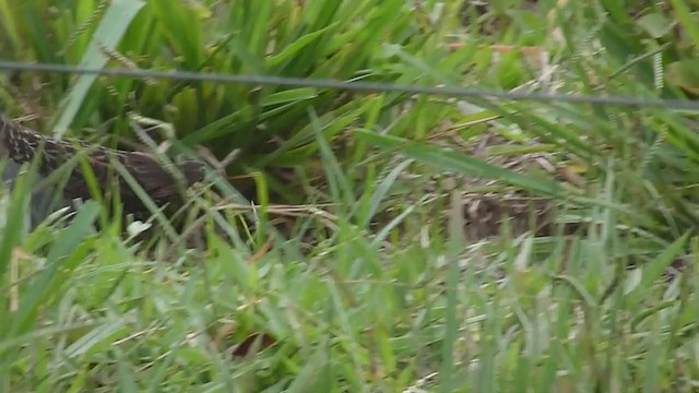 Ash-throated Crake - ML200501431