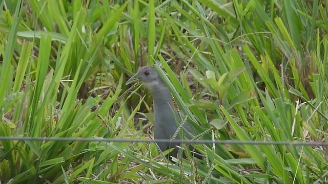 Ash-throated Crake - ML200501451