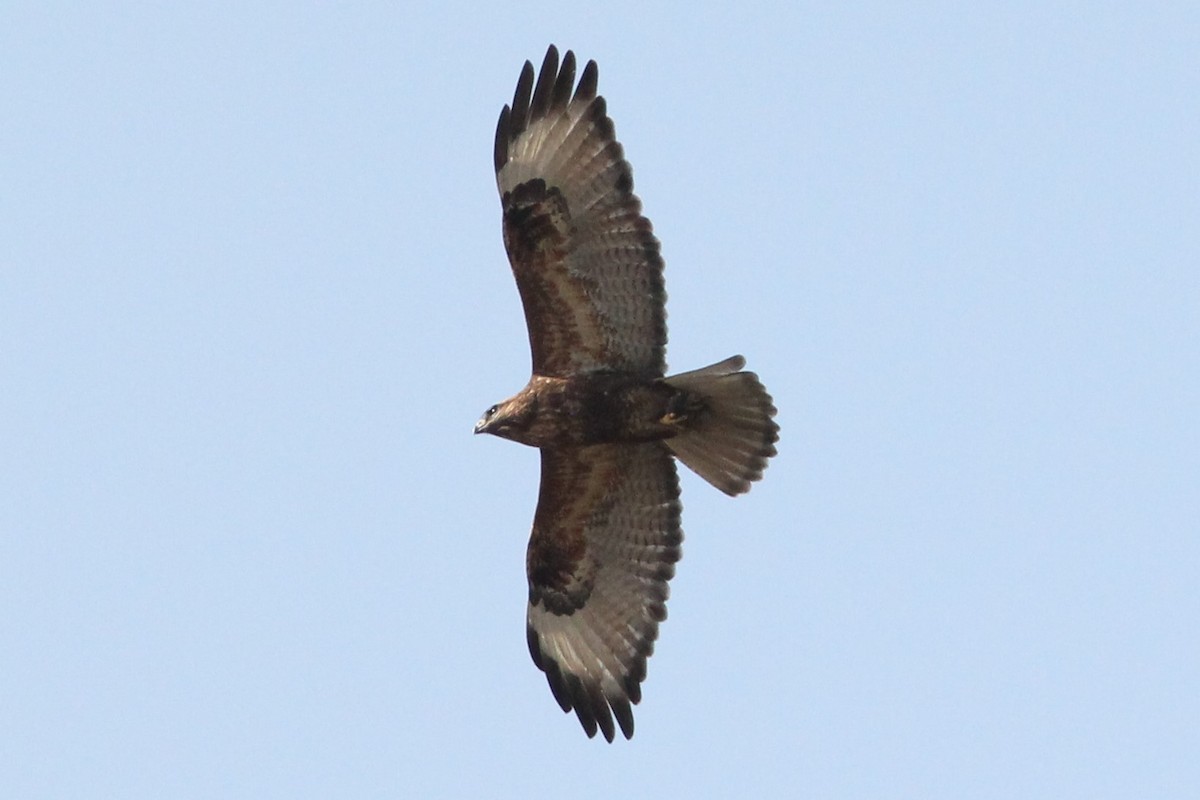 Eastern Buzzard - ML200501751