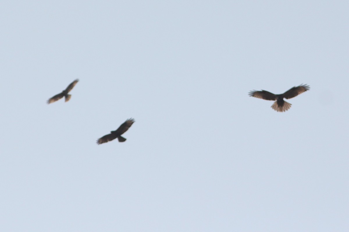 Eastern Buzzard - ML200501761