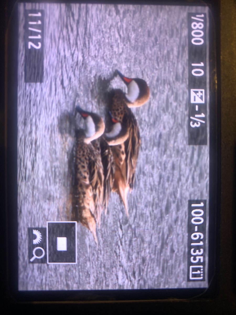 White-cheeked Pintail - ML200501911