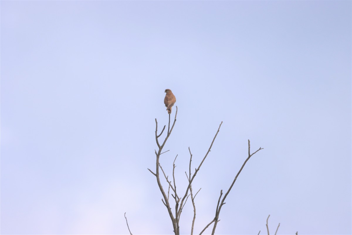 Eurasian Kestrel - ML200502221