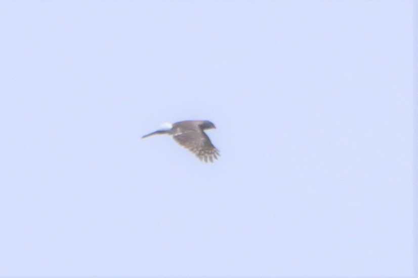 Crested Goshawk - ML200503401