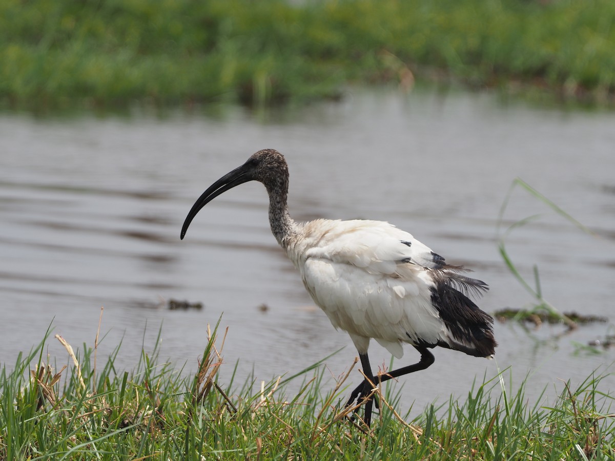 Ibis sacré - ML200504951