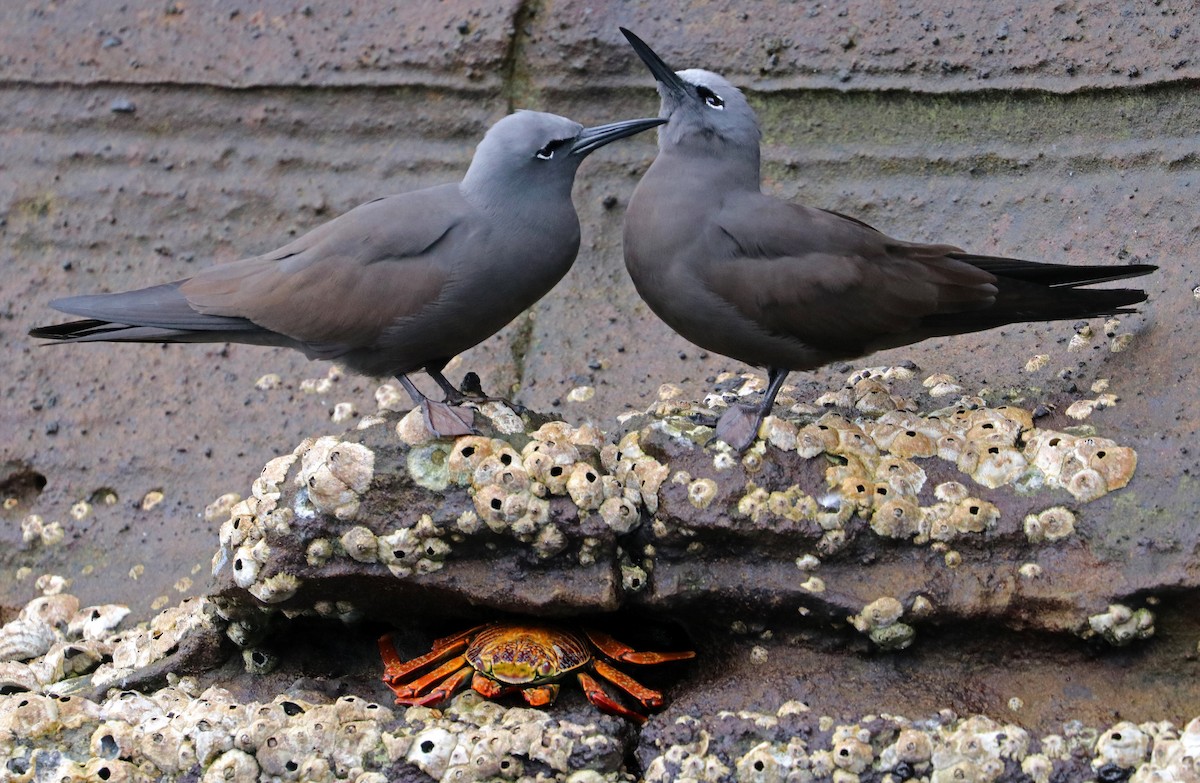 Brown Noddy - Jason Wilder