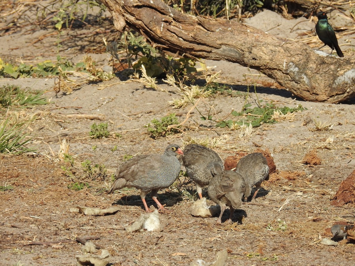 Red-billed Spurfowl - ML200505681