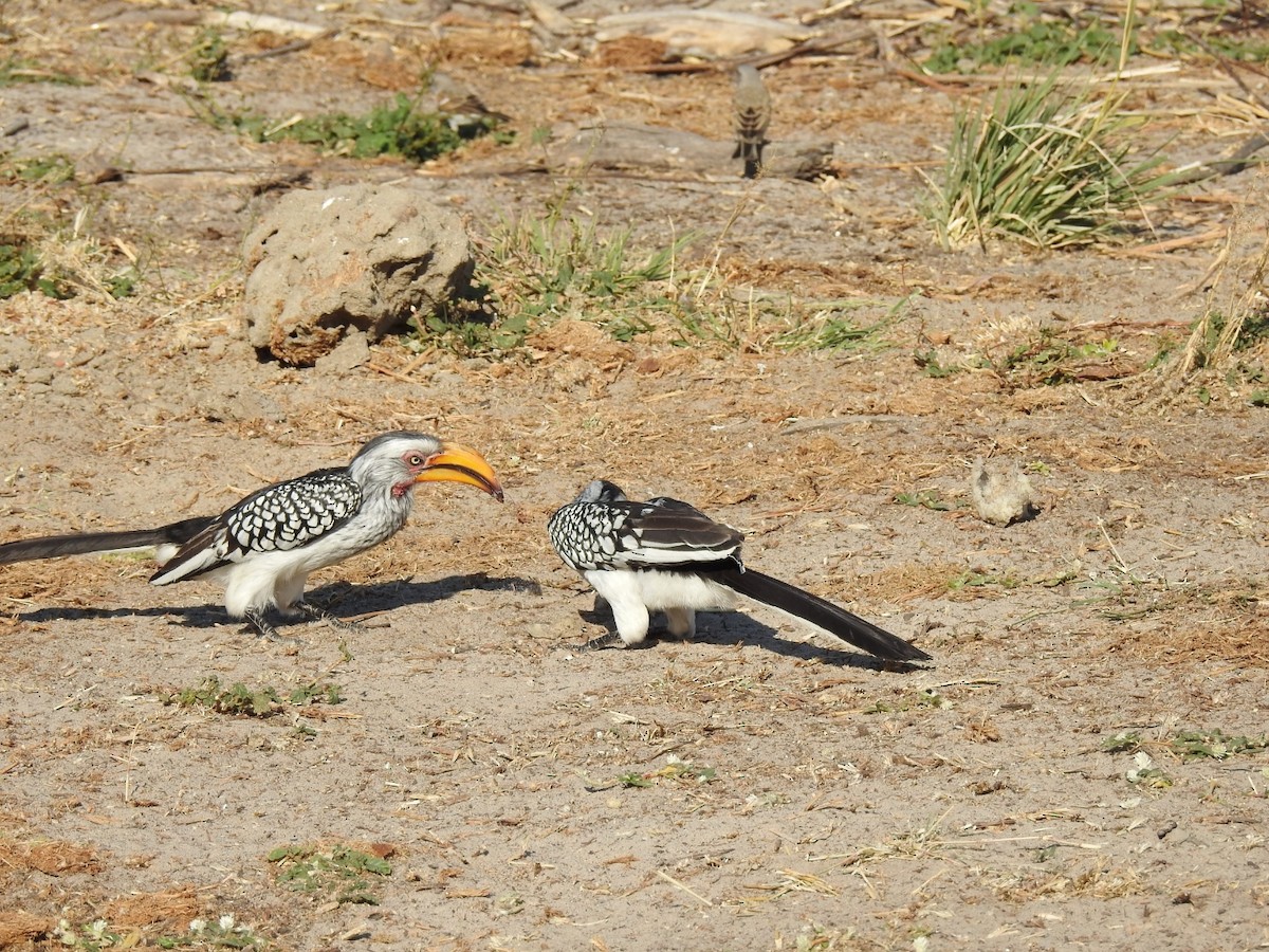 Southern Yellow-billed Hornbill - ML200505731