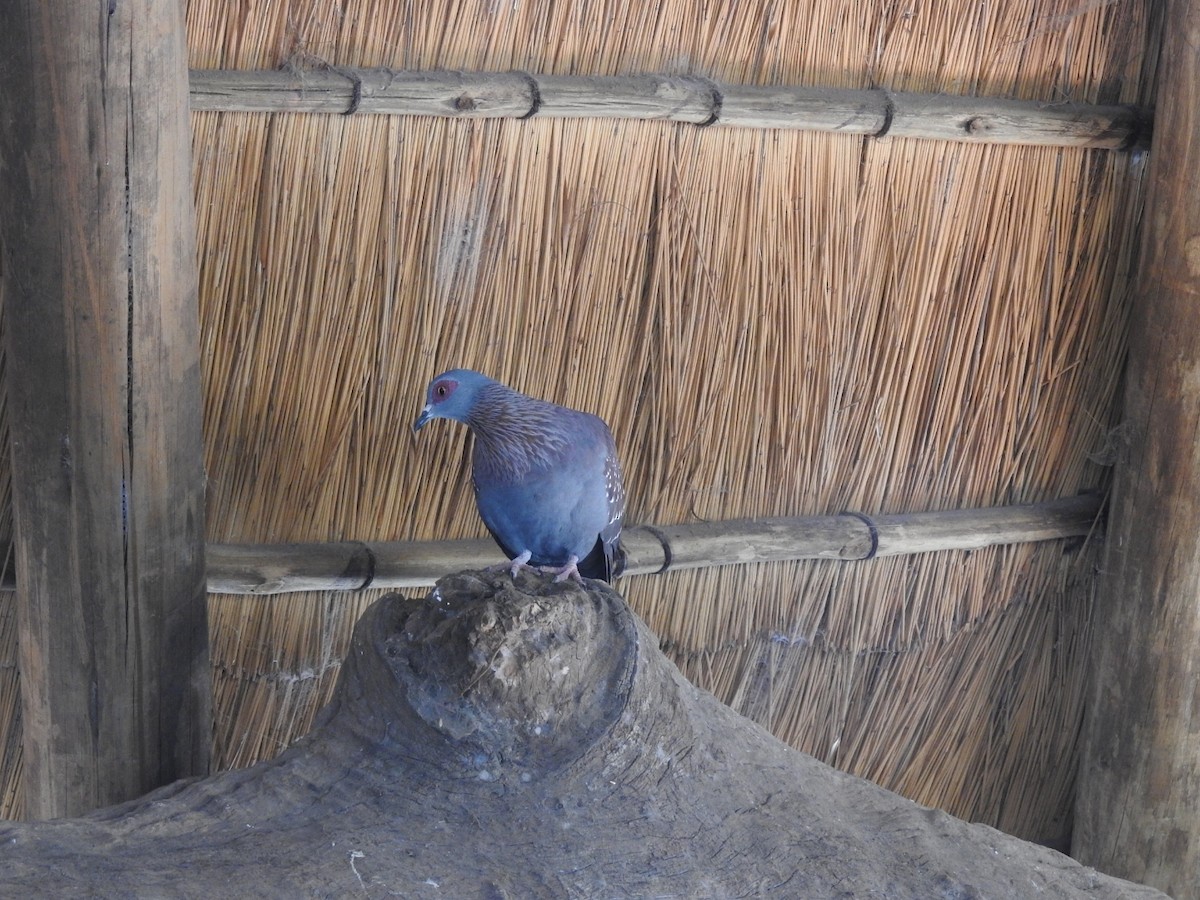 Laughing Dove - ML200505781