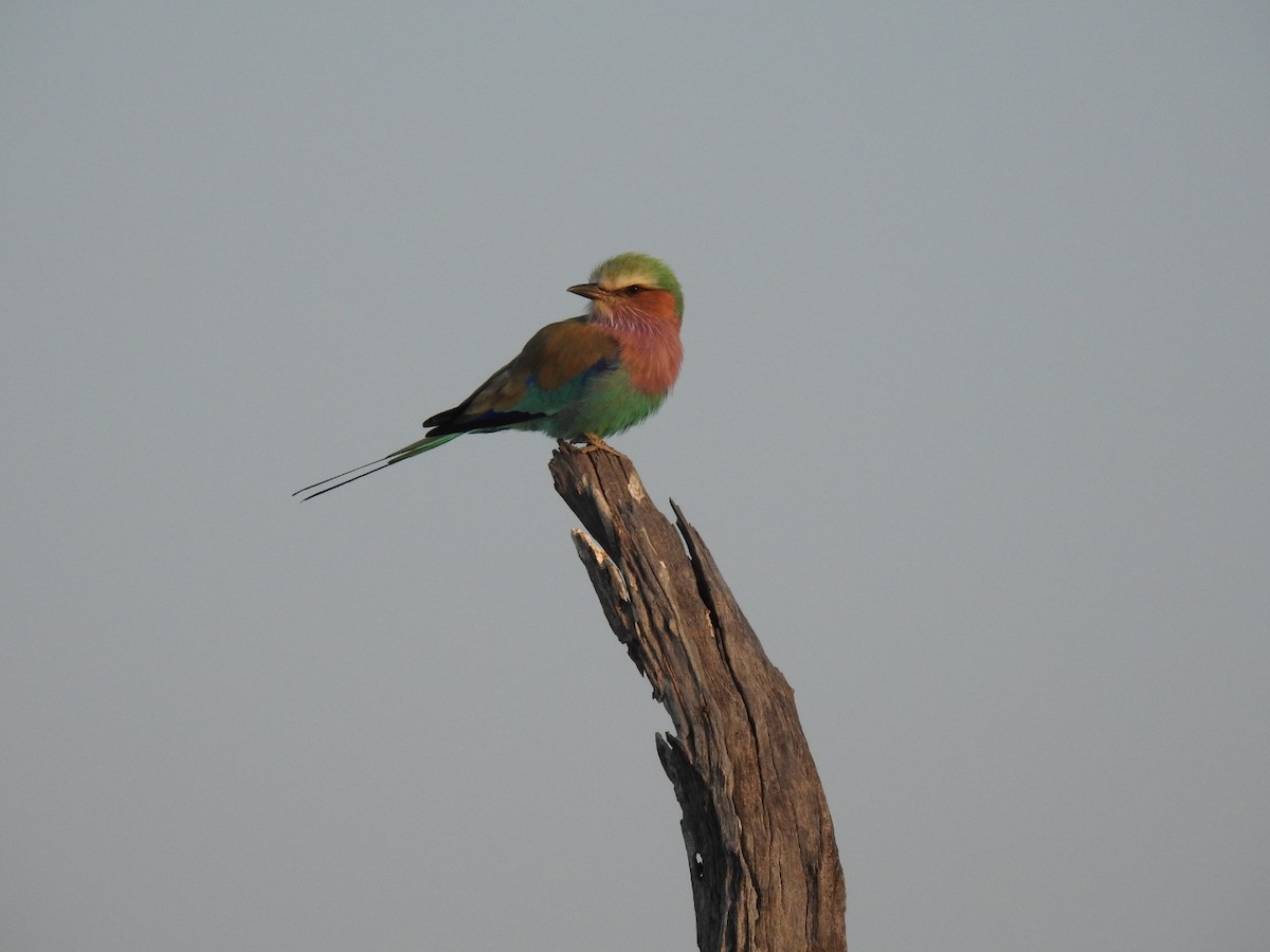 Lilac-breasted Roller - Moises Zozaya