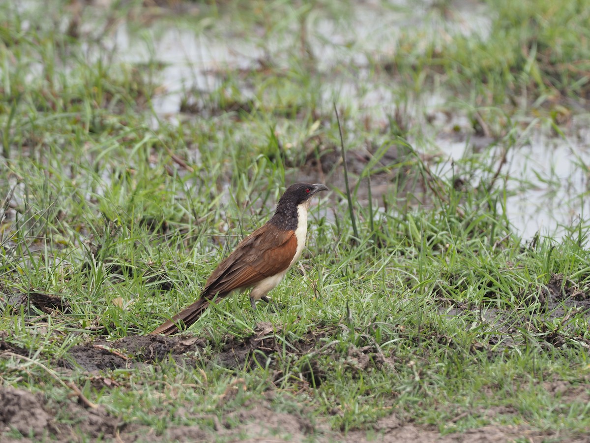 Coppery-tailed Coucal - ML200507031