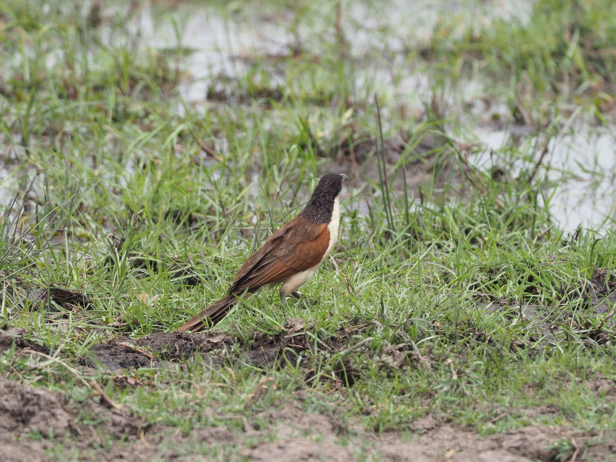 Coppery-tailed Coucal - ML200507041