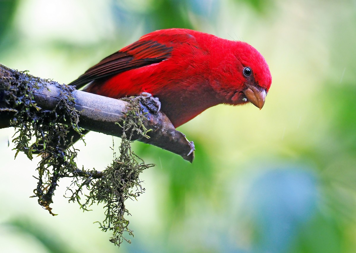 Scarlet Finch - ML200507711