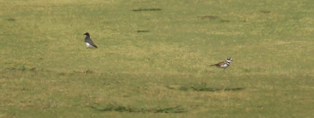 Eastern Kingbird - ML20050801