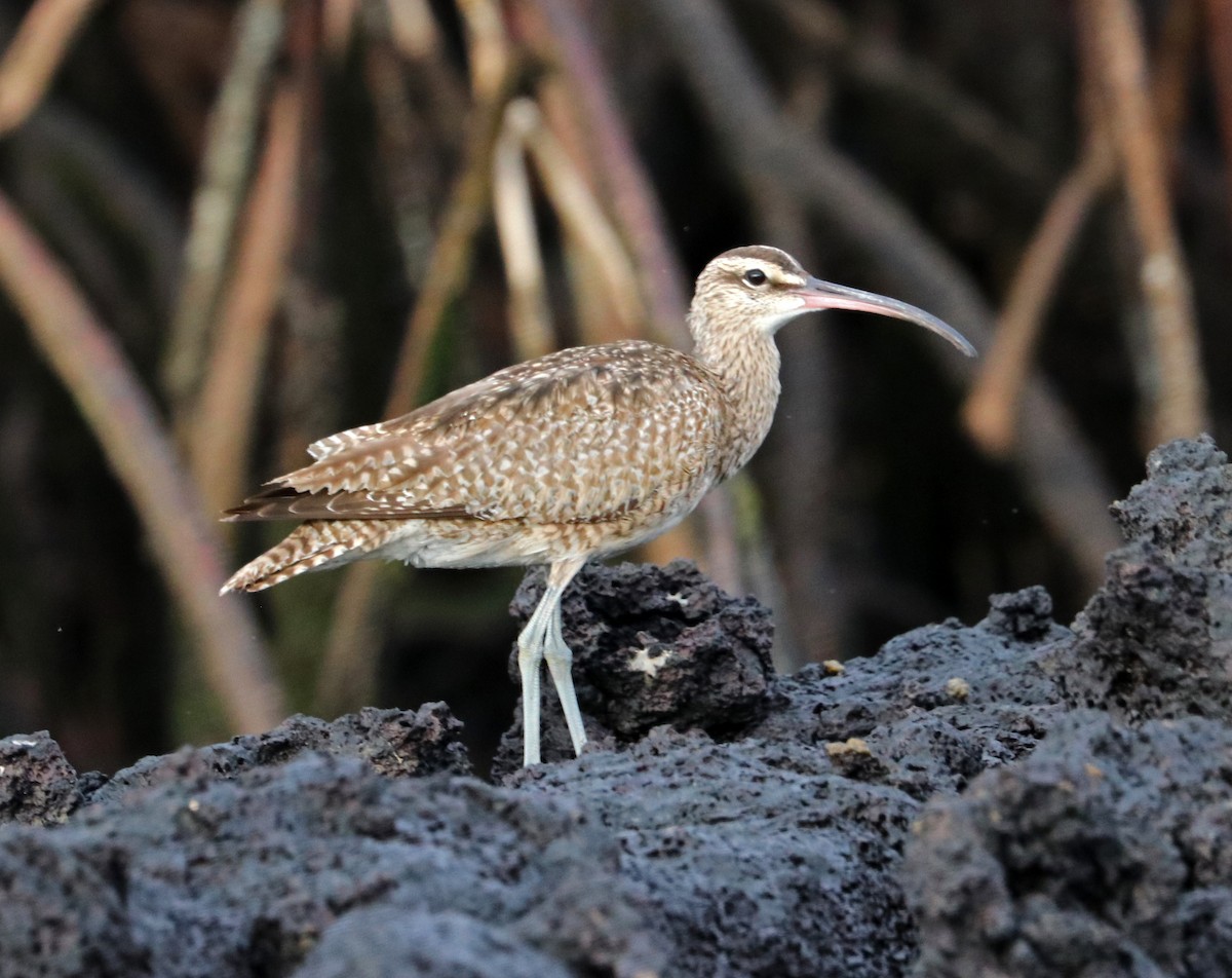 Whimbrel - ML200508081