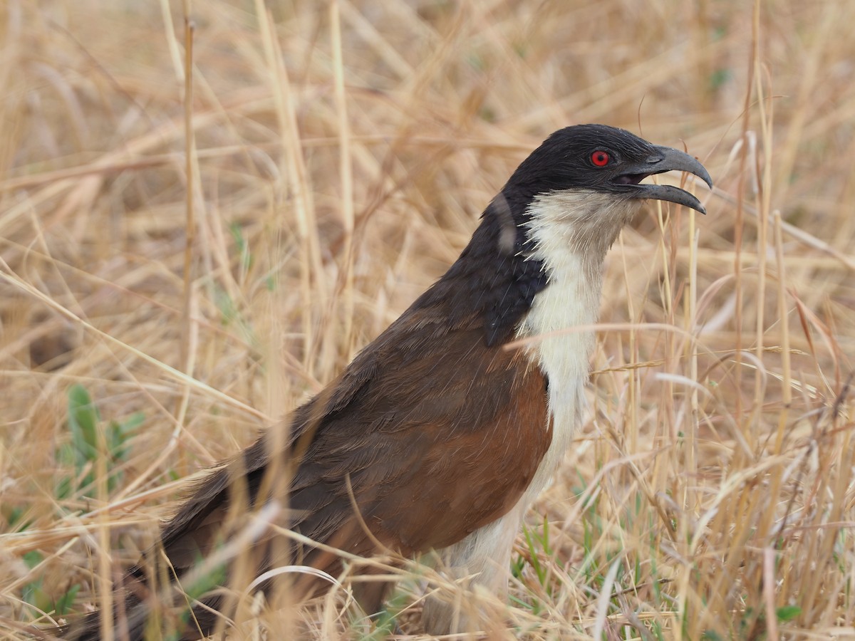 Coppery-tailed Coucal - ML200508141