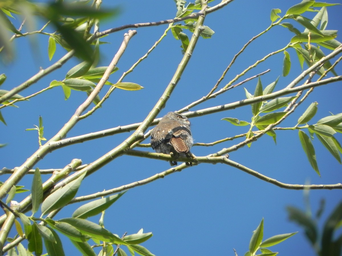 Austral Pygmy-Owl - COA Ñamco Golfo San Jorge Comodoro Rivadavia