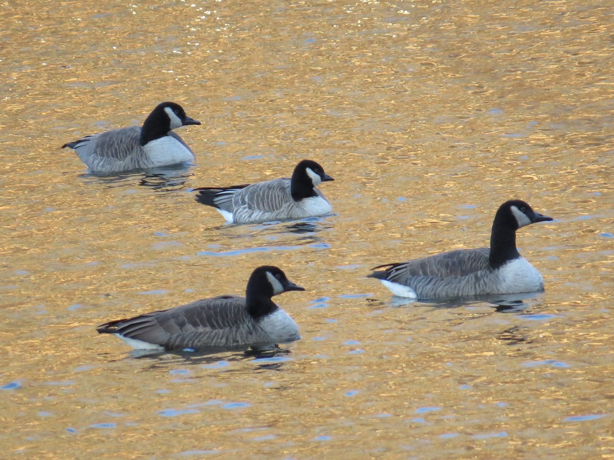 Cackling Goose - ML200508901