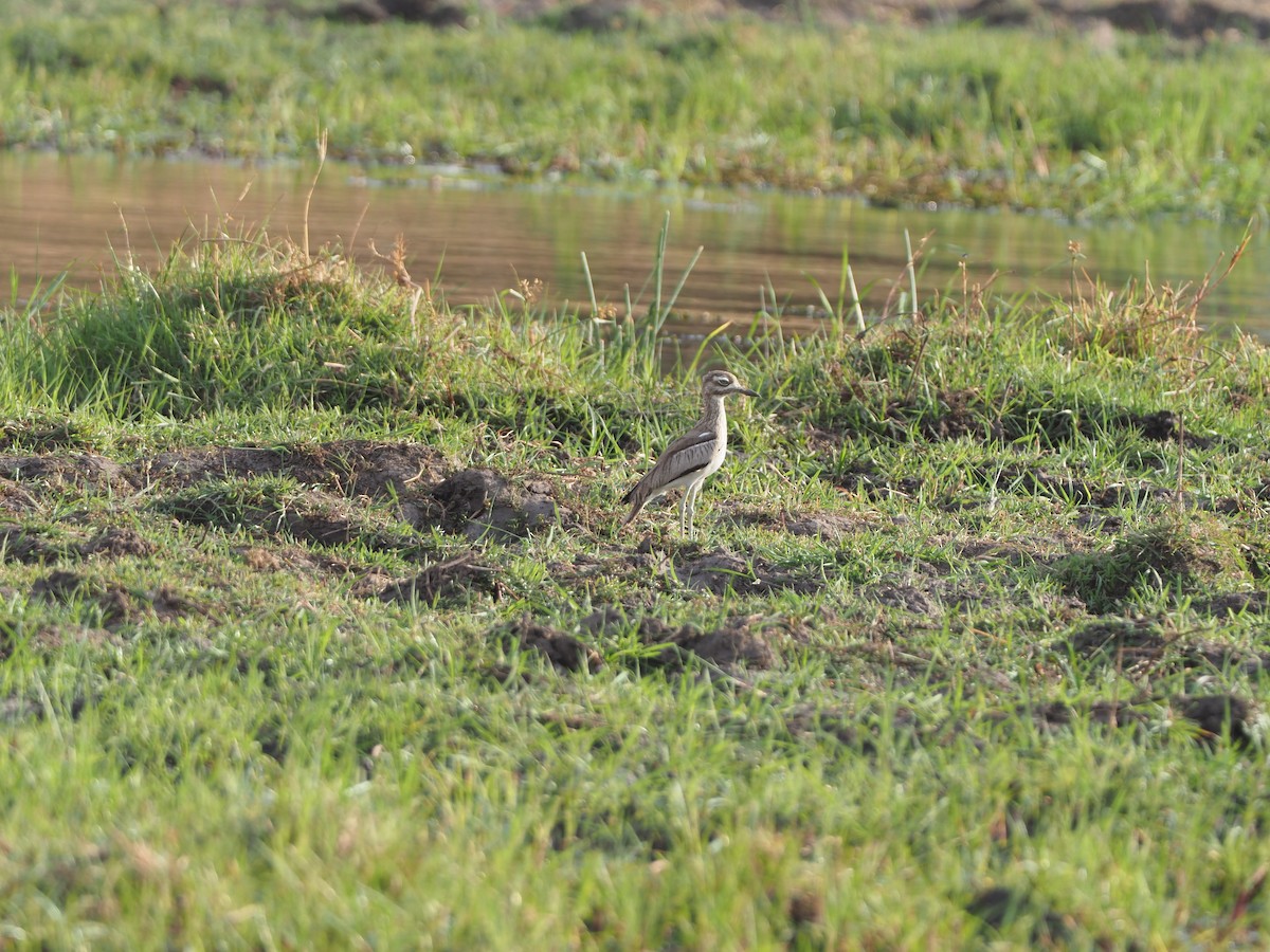 Water Thick-knee - ML200509121