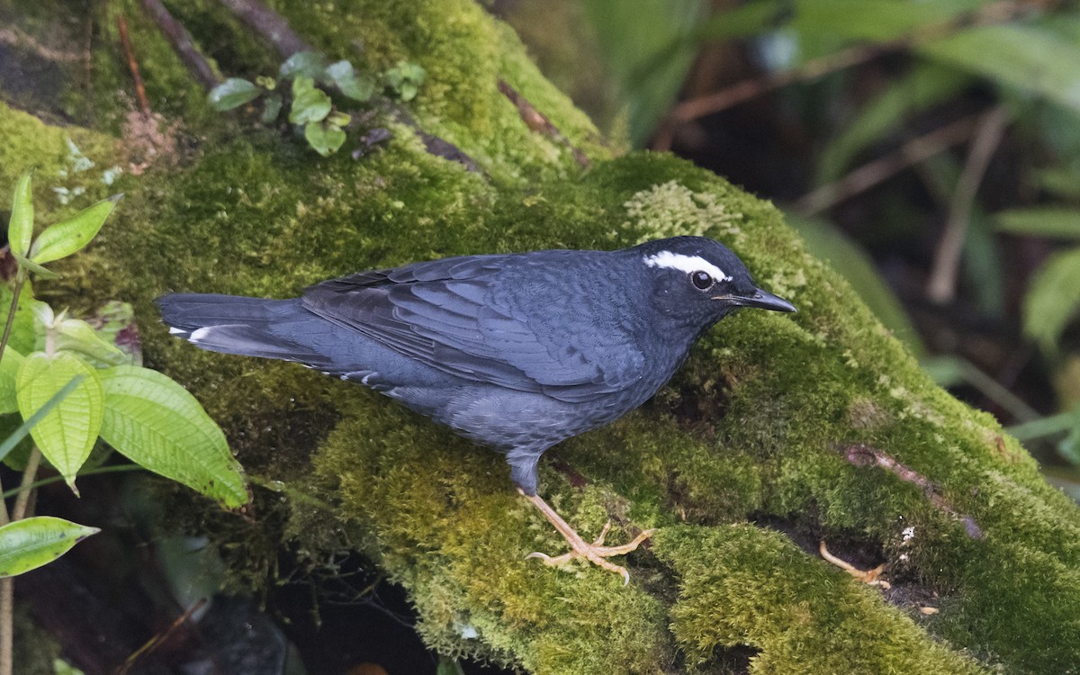 Siberian Thrush - ML200512231