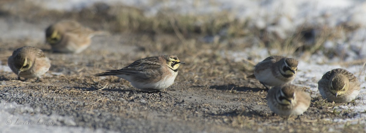 Horned Lark - Lucien Lemay