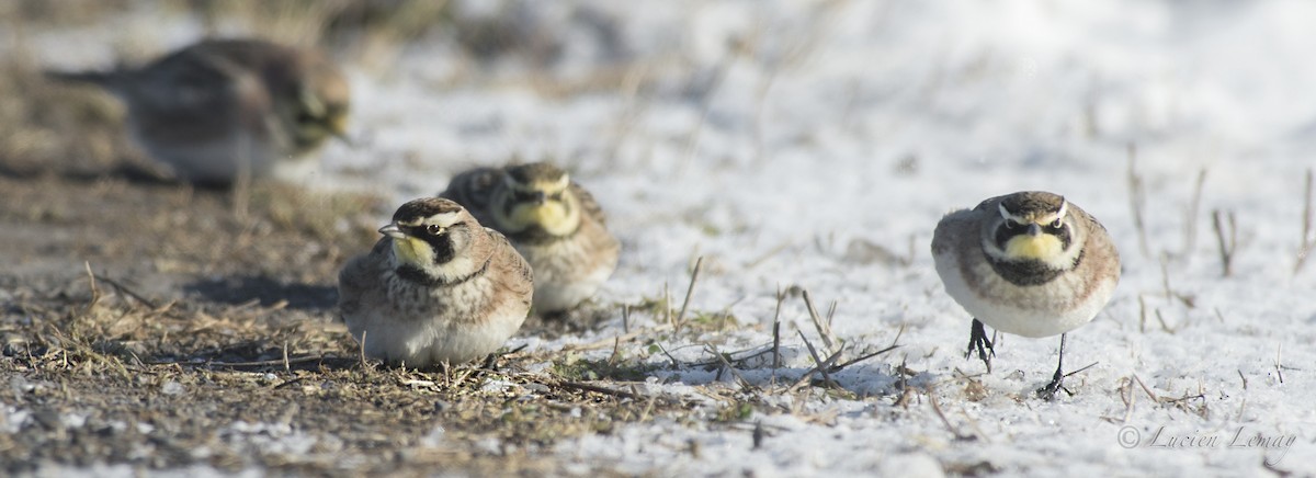 Horned Lark - ML200514031