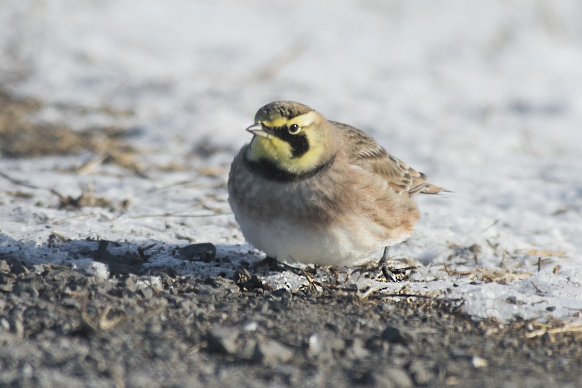 Horned Lark - Lucien Lemay