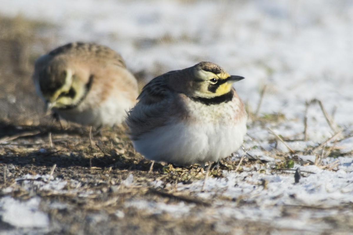 Horned Lark - Lucien Lemay