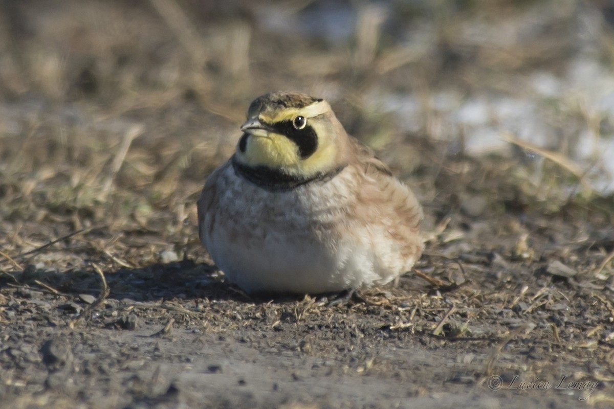 Horned Lark - ML200514441