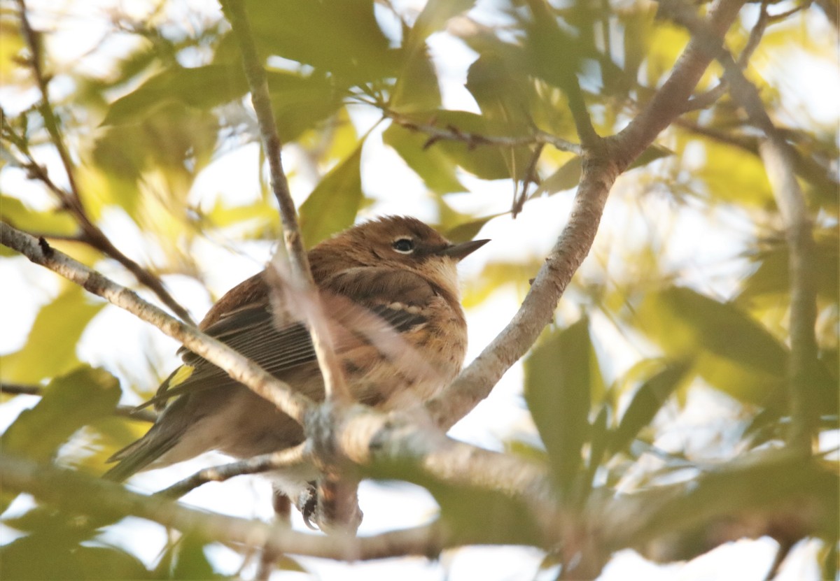 Yellow-rumped Warbler - ML200518421