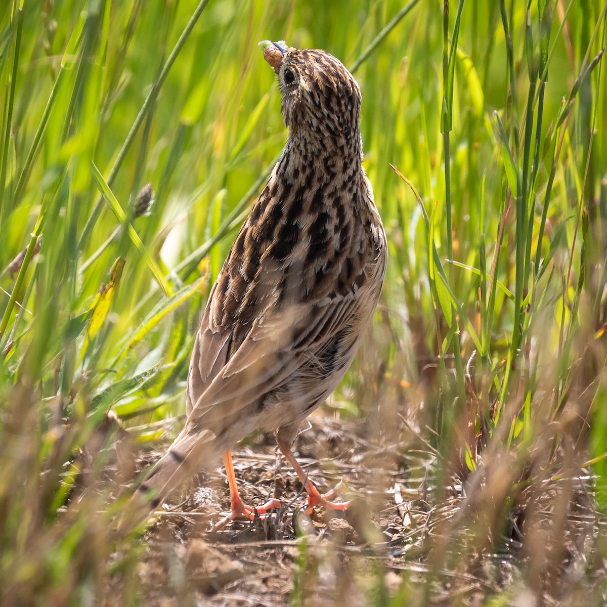 Hellmayr's Pipit - ML200520401