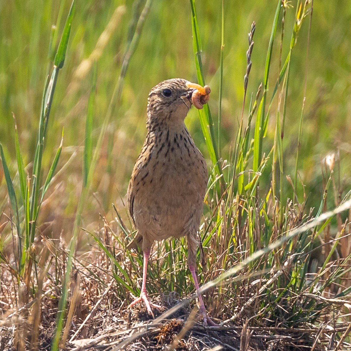 Hellmayr's Pipit - Justin Ede