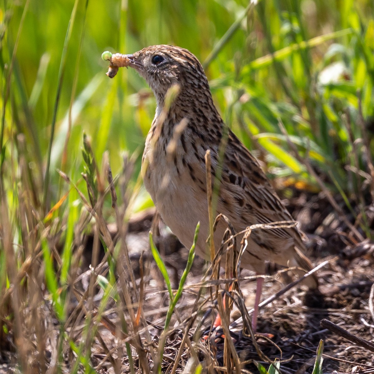 Hellmayr's Pipit - ML200520431