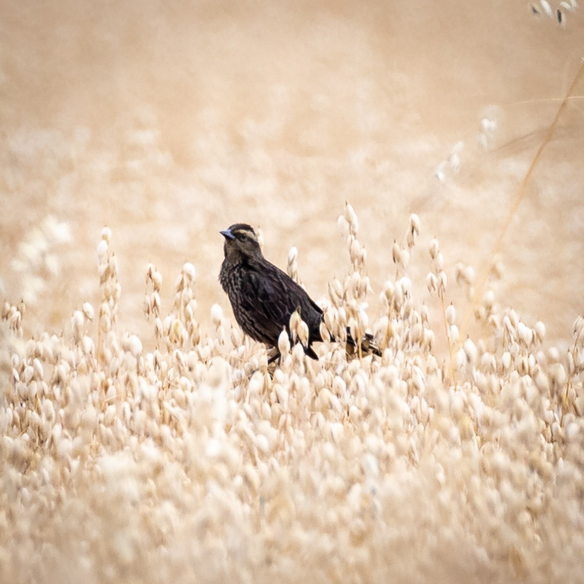 Yellow-winged Blackbird - Justin Ede