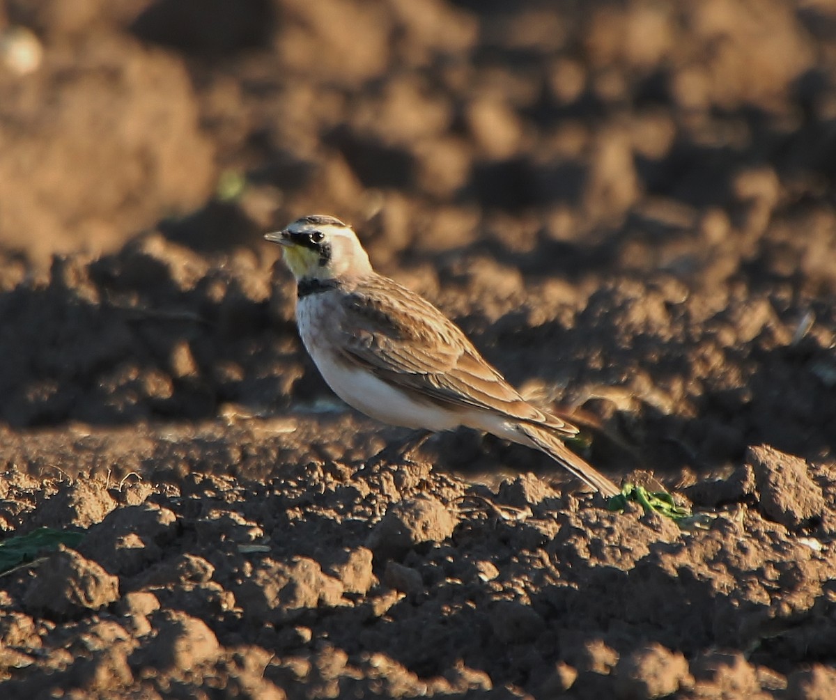 Horned Lark - Tripp Davenport