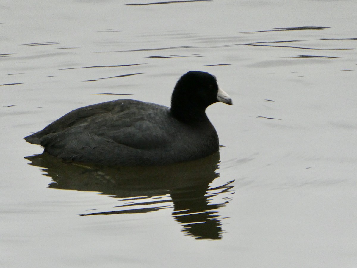 American Coot - Carol Brand